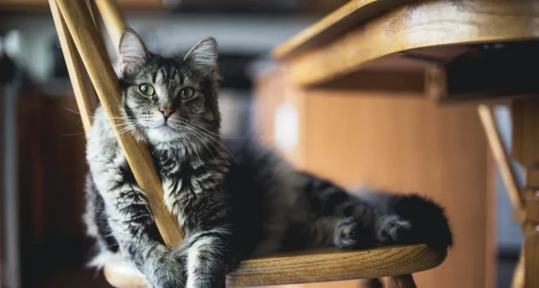 Skaffa Katt Checklista